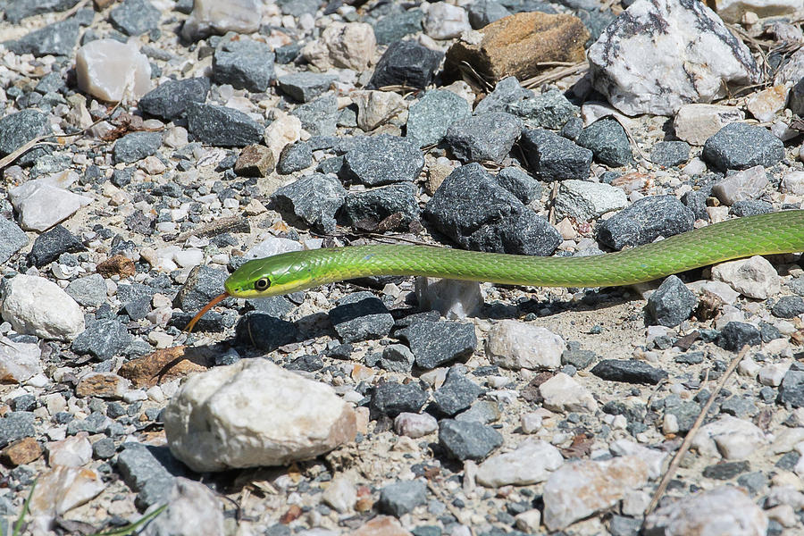 Rough Green Snake Photograph by Ronnie Maum