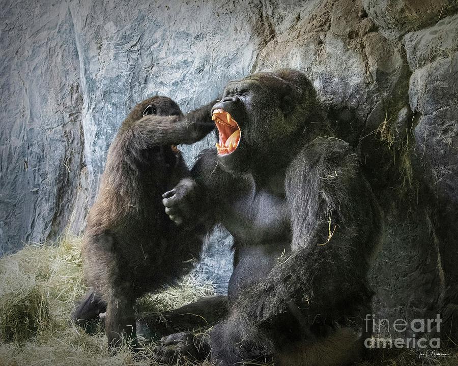 Rough-housing With Dad - Gorillas Photograph