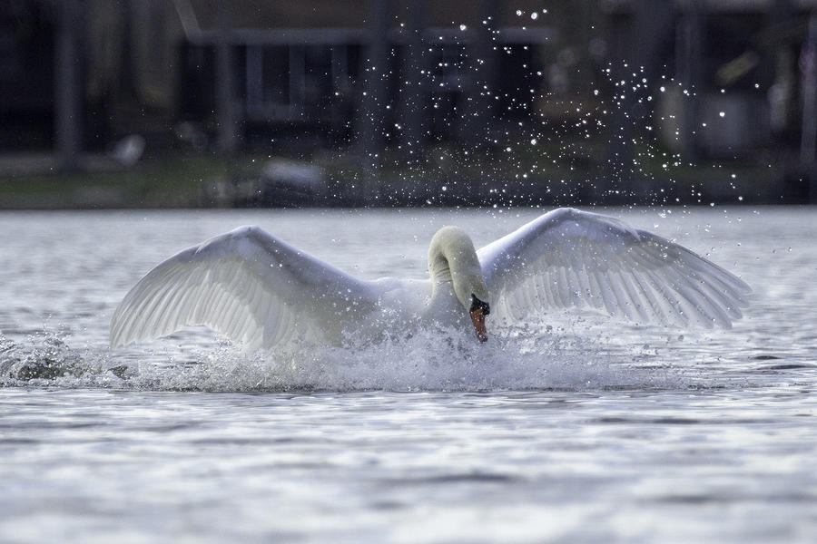 Swan Photograph - Rough Landing by Michael J Samuels