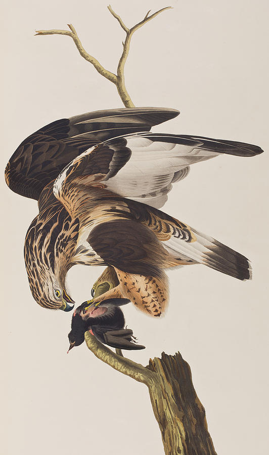 John James Audubon Painting - Rough Legged Falcon by John James Audubon