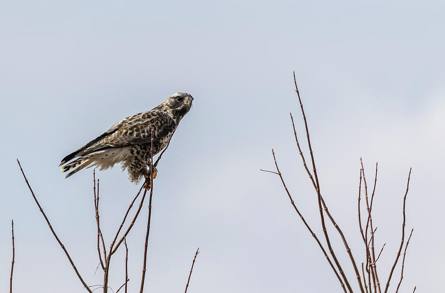 Rough-legged Hawk 2018-1 Photograph by Thomas Young
