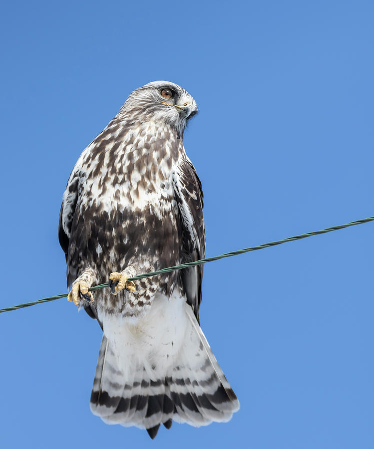 Rough-legged Hawk 2018-2 Photograph by Thomas Young