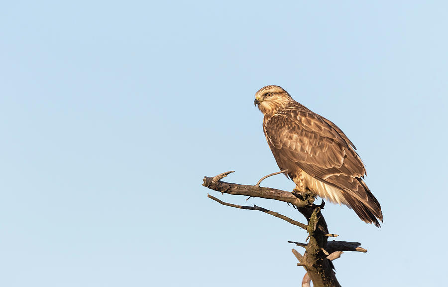 Rough-legged Hawk 2018-3 Photograph by Thomas Young