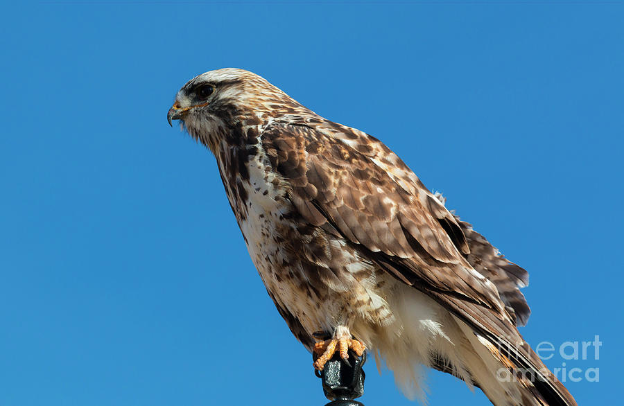 Rough Legged Hawk Closeup Photograph by Steven Krull