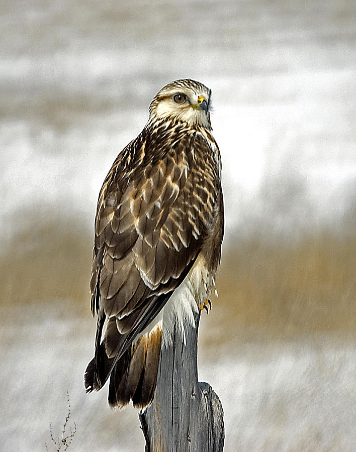 Rough Legged Hawk Photograph by Earl Nelson - Fine Art America