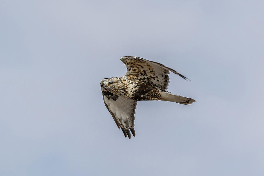 Rough-legged Hawk Focused On Flight Photograph by Tony Hake