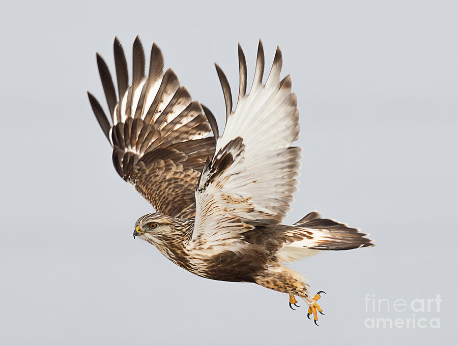 Rough Legged Hawk Hunting Photograph by Dennis Hammer - Pixels