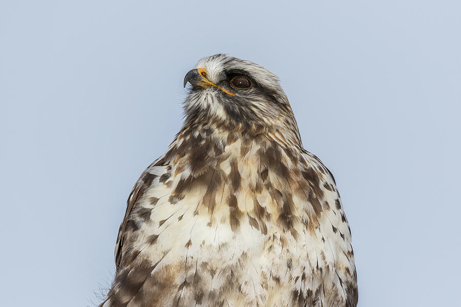 Rough Legged Hawk Looks Skyward Photograph