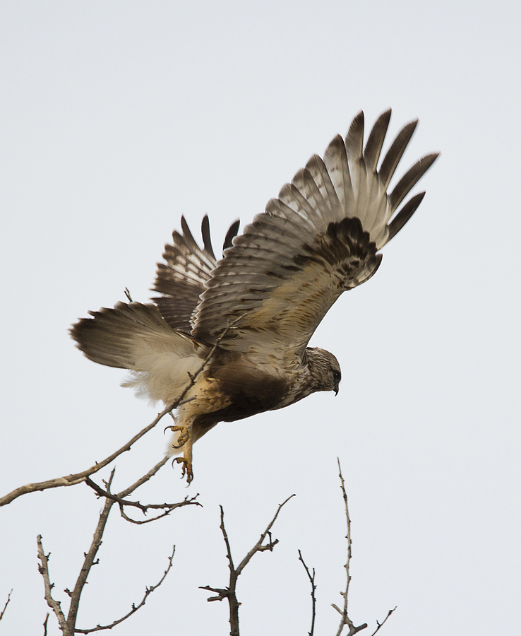 Rough Legged Hawk Photograph by Loree Johnson