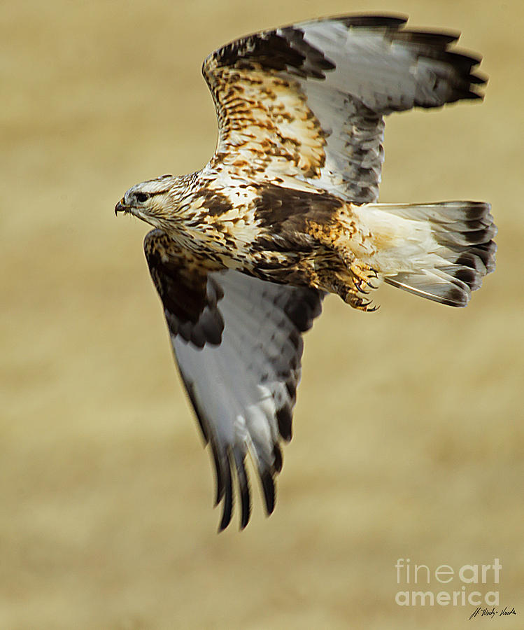 Rough-legged Hawk-Signed-#4963 Photograph by J L Woody Wooden