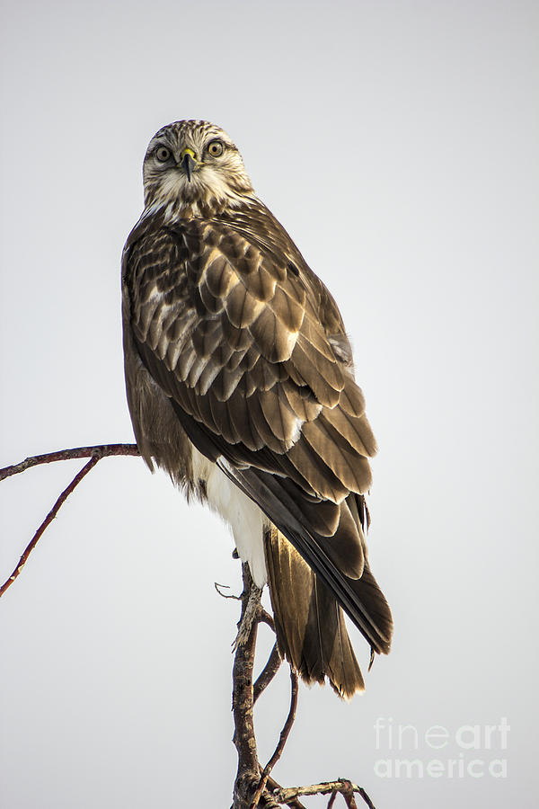 Rough Legged Hawk Photograph by Spencer Baugh