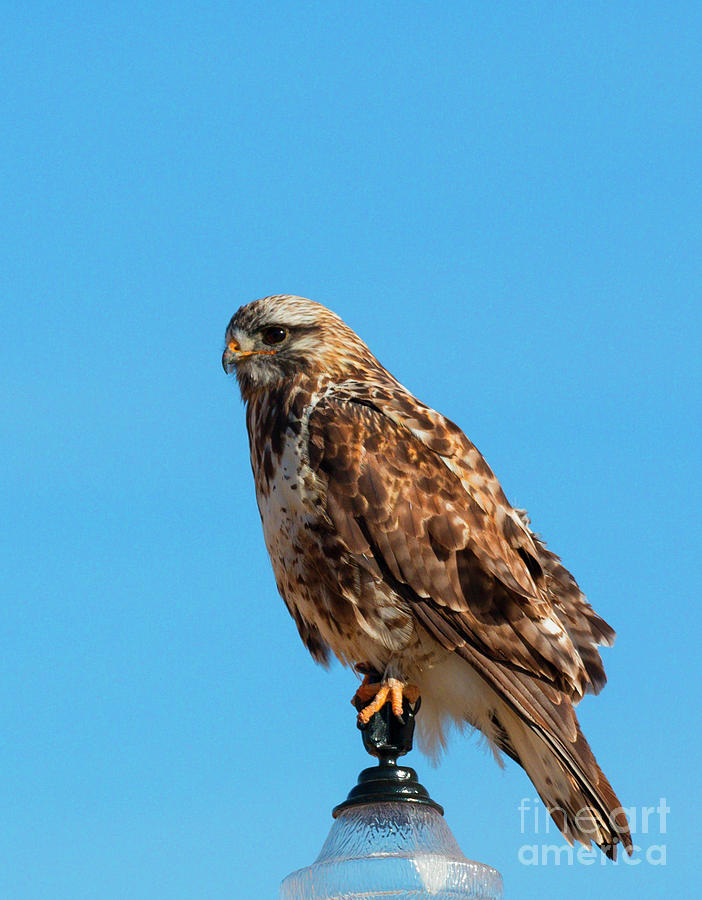 Rough Legged Hawk Photograph by Steven Krull