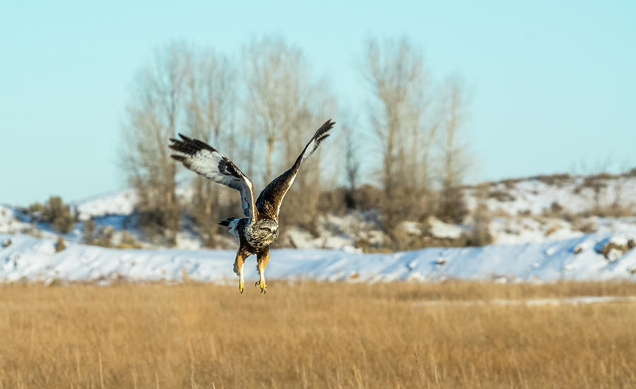 Rough-Legged Hawk Takeoff Photograph by Yeates Photography