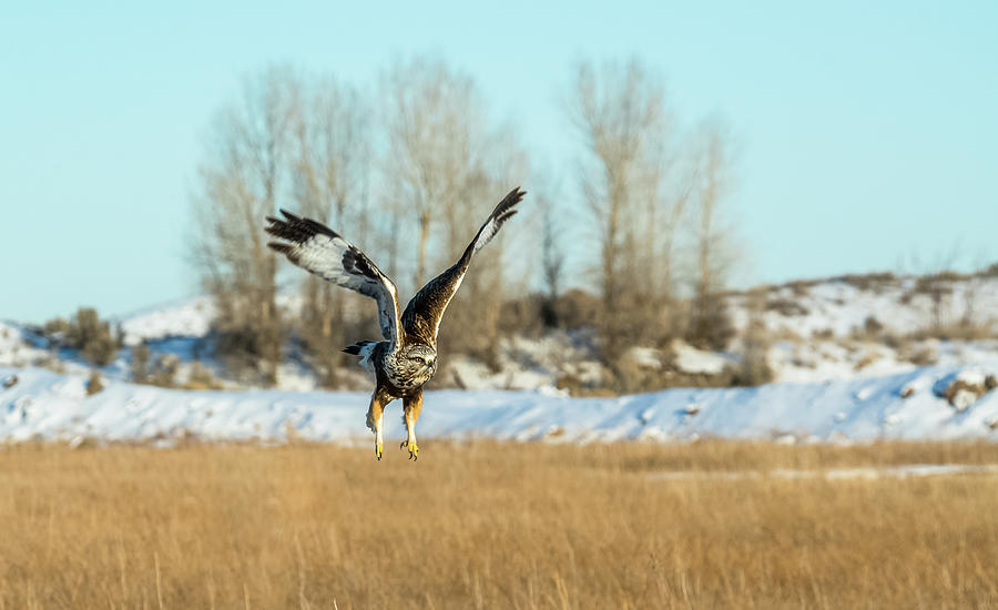 Rough-Legged Hawk Takeoff Photograph by Yeates Photography - Fine Art ...