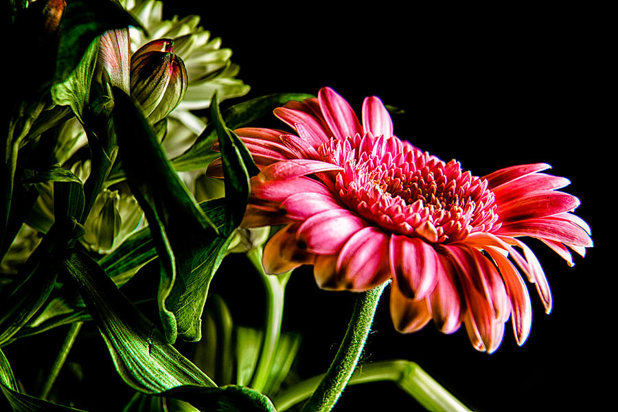 Rough Red Daisy with Greenery Photograph by Dennis Dame