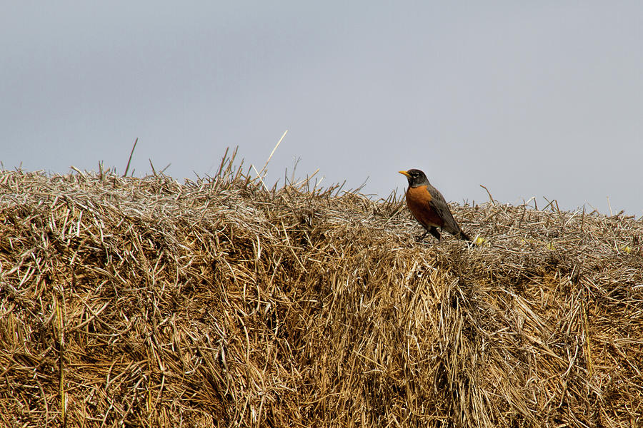 Round Bale Robin Photograph by Alana Thrower