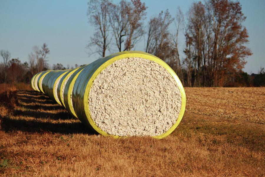 Round Bales Of Cotton Photograph by Cynthia Guinn