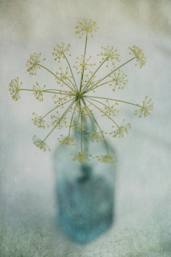 Flower Photograph - Round Dance by Priska Wettstein