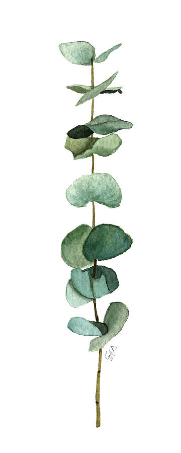 Round leaf eucalyptus twig Painting by Garima Srivastava | Pixels