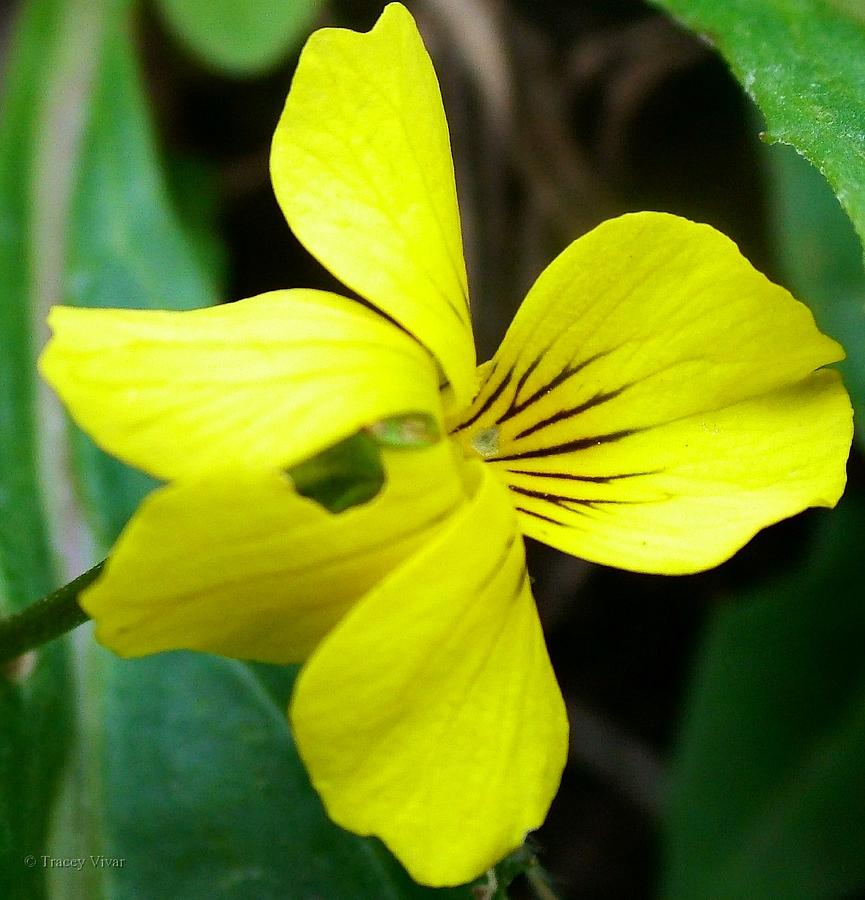 Round Leafed Violet Photograph by Tracey Vivar