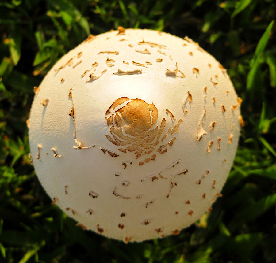 Mushroom Photograph - Round mushroom by David Lee Thompson