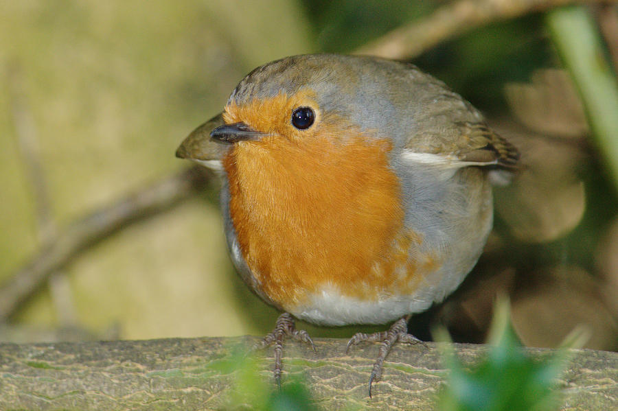 Round Robin Photograph by Adrian Wale
