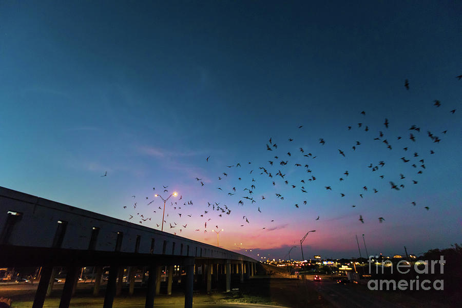 Bat Photograph - Round Rock bats under Interstate 35 bridge take night flight by Dan Herron