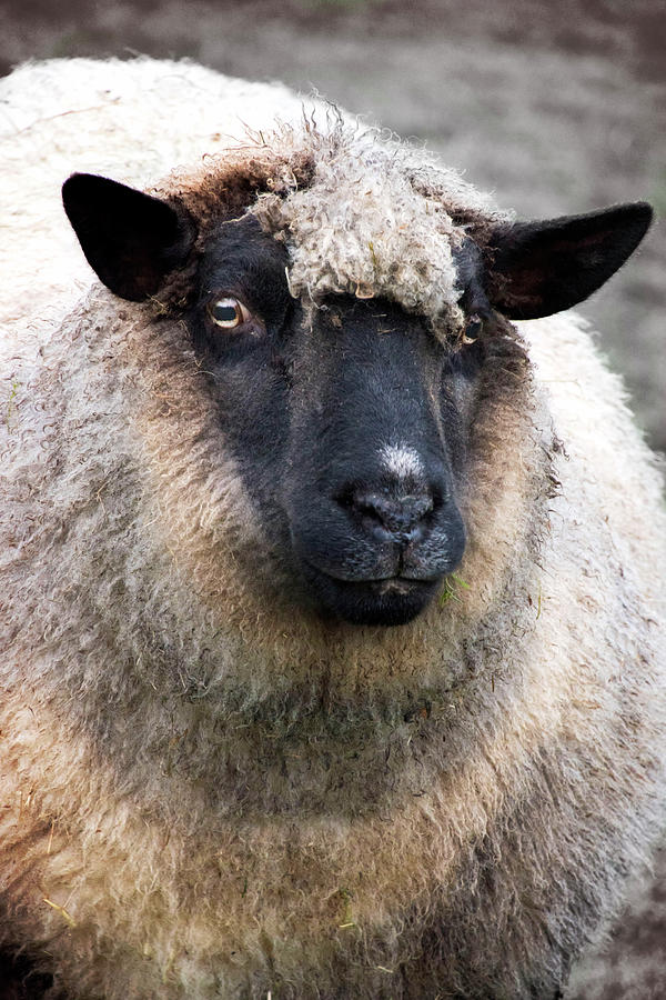 Round sheep Photograph by Mihaela Pater - Fine Art America