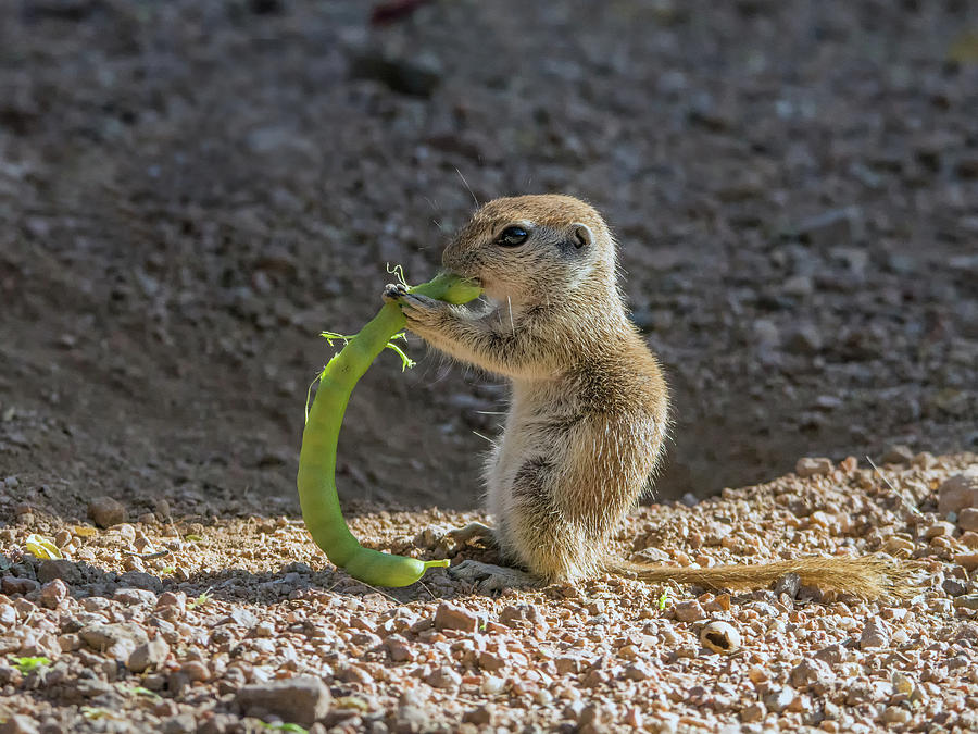 Round-tailed Ground Squirrel Eating 1252 Photograph by Tam Ryan