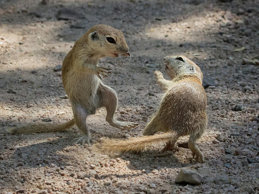 Round-tailed Ground Squirrel Ninja 1741 Photograph by Tam Ryan