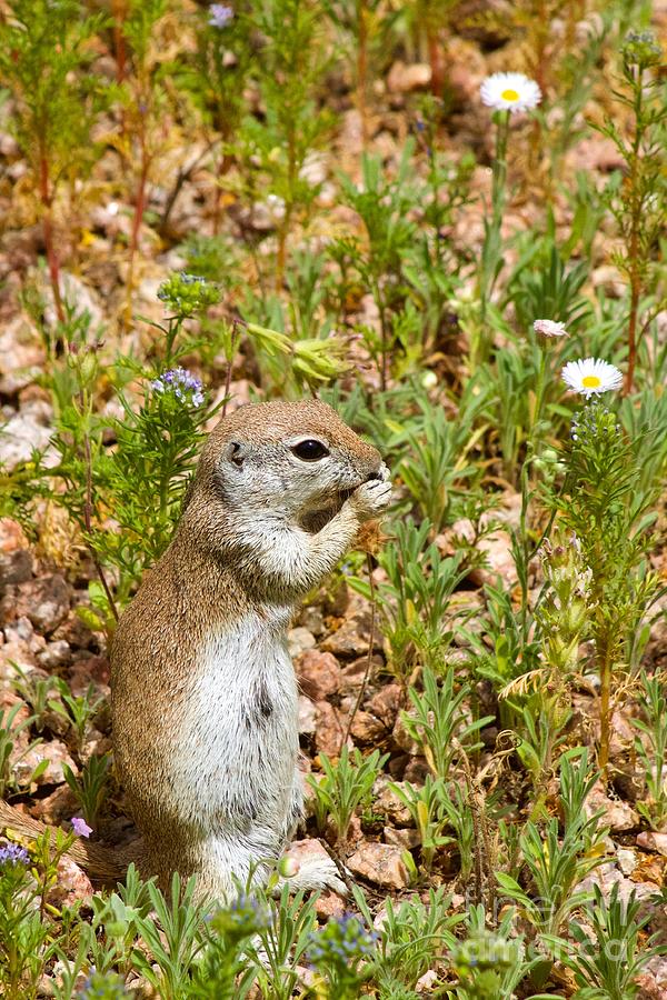 Round-Tailed Ground Squirrel Photograph by Sean Griffin