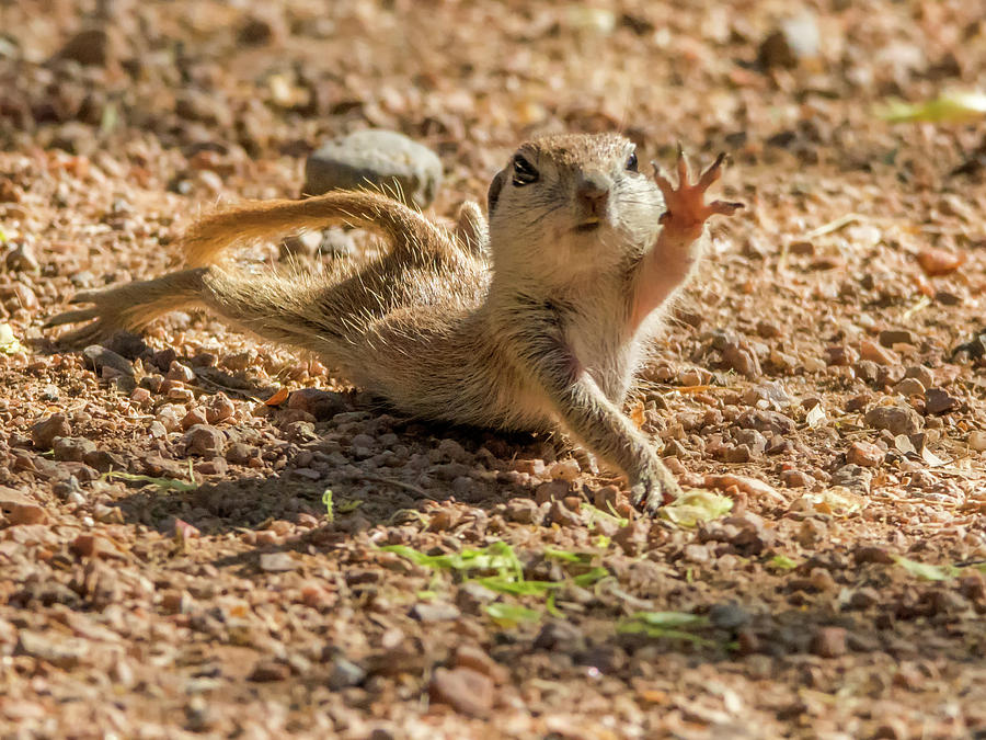 Round-tailed Ground Squirrel Stretch Photograph by Tam Ryan