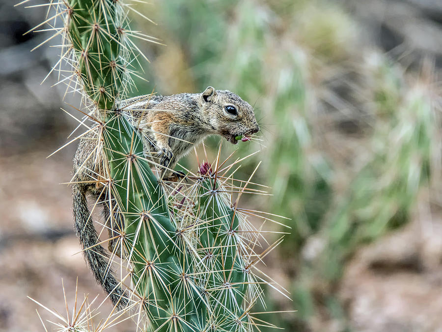 Round-tailed Ground Squirrel Photograph by Tam Ryan