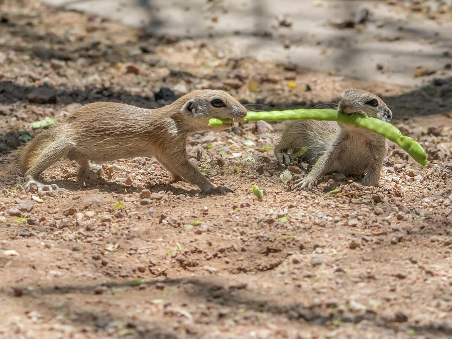 Round-tailed Ground Squirrel Tug of War Photograph by Tam Ryan