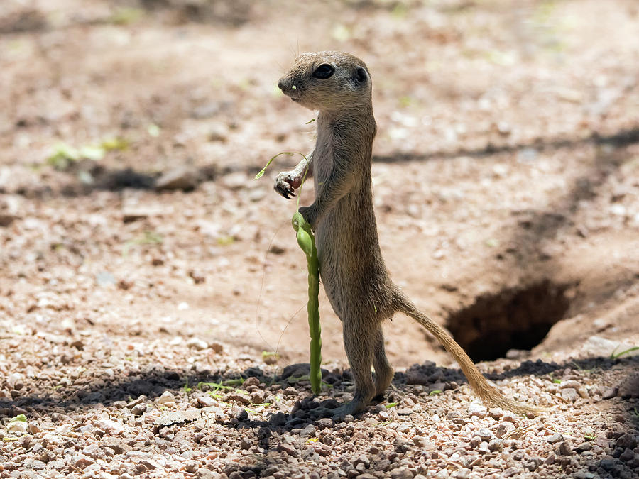 Round-tailed Ground Squirrel with Mesquite Pod 1605-052817-CR Photograph by Tam Ryan