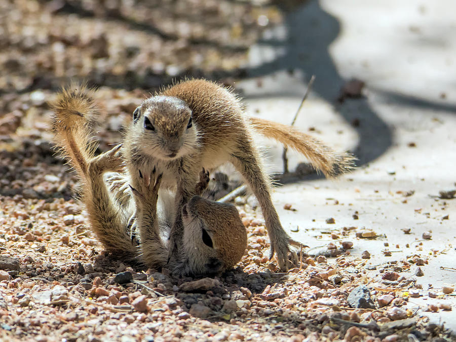 Round-tailed Ground Squirrels Playing 0219 Photograph by Tam Ryan