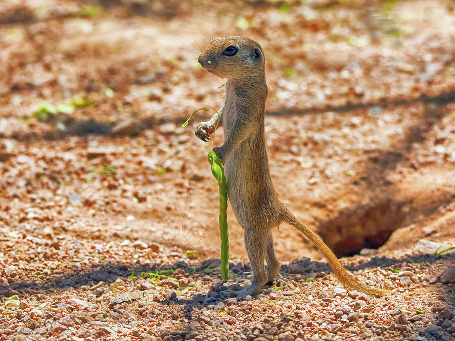 Round-tailed Ground Squirrels Walking Stick Photograph by Tam Ryan