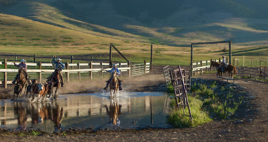 Round Up by Pamela Steege Round Up by Pamela Steege