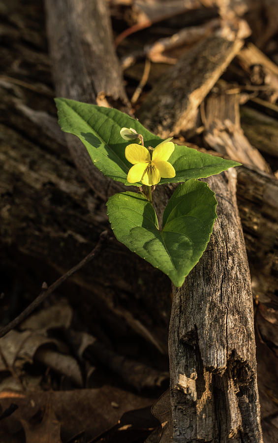 Roundleaf Yellow Violet in Forest Photograph by Douglas Barnett