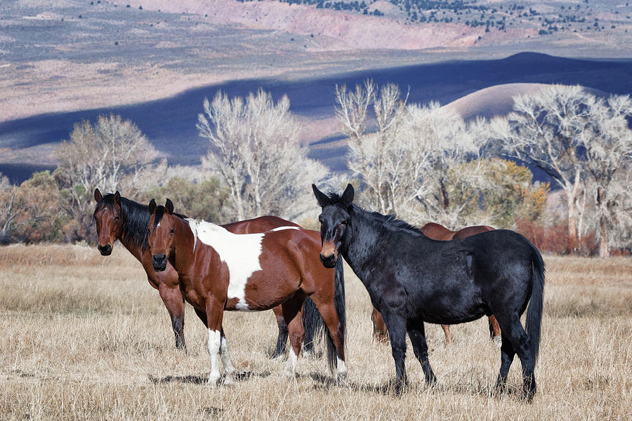 Rovana Horses Photograph by Kathleen Bishop