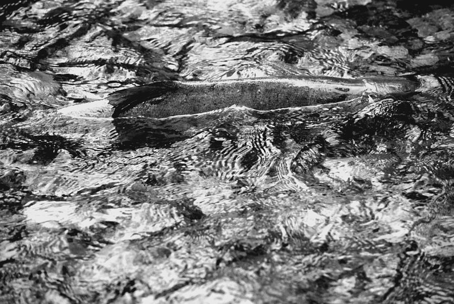 Salmon Photograph - Rovers Return B n W by Richard Andrews