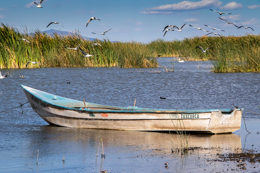 Row Boat and Shore Birds Mexico Photograph by Sam Sherman