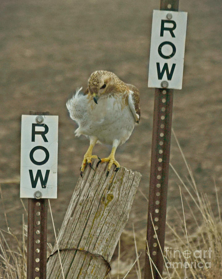 Row Hawk Row Photograph by Kathy M Krause