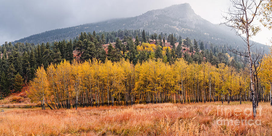 Row of Aspens in the Fall River Valley - Fall Foliage in Estes Park Colorado Photograph by Silvio Ligutti