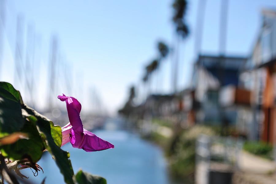 City Photograph - Row of Beach Houses - Harbor View Purple Flower Foreground by Matt Quest