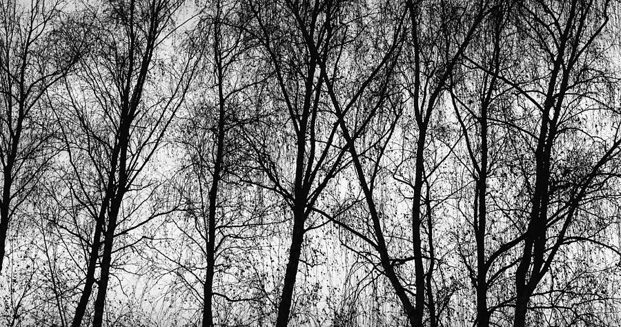 Row of Birch Trees in Silhouette in BNW Photograph by John Williams