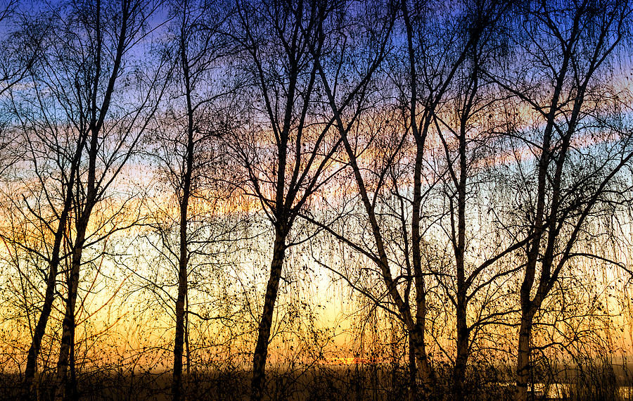 Row of Birch Trees in Silhouette in Colour Photograph by John Williams