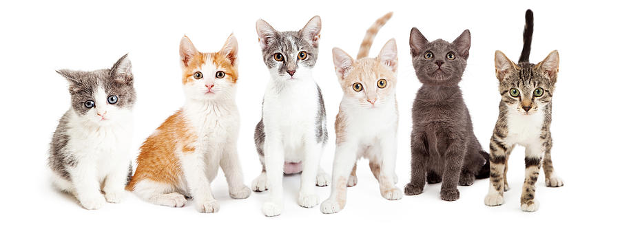 Animal Photograph - Row of Cute Kittens Together by Good Focused