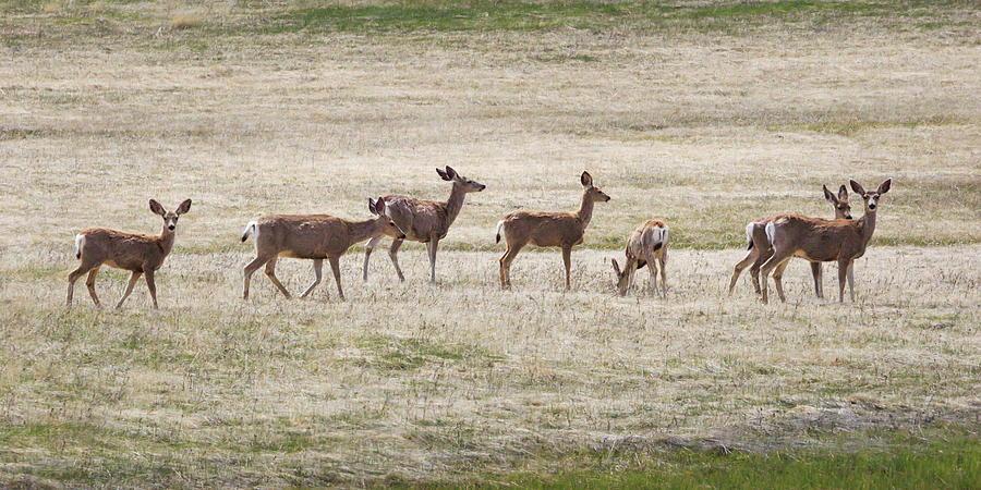 Row of Deer  Photograph by Natalie Rotman Cote