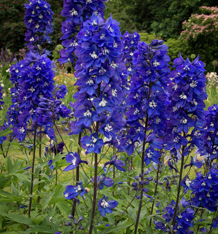 Row of Delphiniums Photograph by Jean Noren